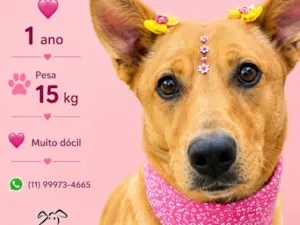 Cachorro raça SRD-ViraLata idade 1 ano nome Nina Maria 