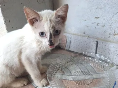 Gato raça Siamês idade 2 a 6 meses nome Sem nome 