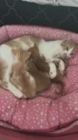 Pipi 