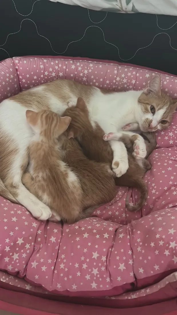Gato raça SRD-ViraLata idade 7 a 11 meses nome Pipi 
