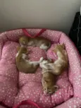 Pipi 