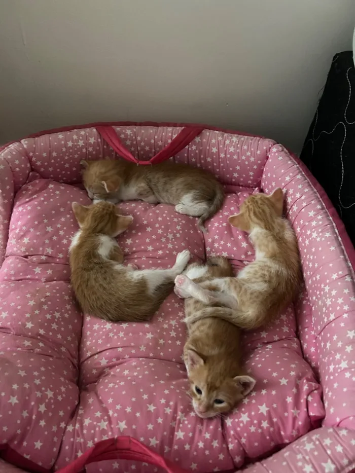 Gato raça SRD-ViraLata idade 7 a 11 meses nome Pipi 