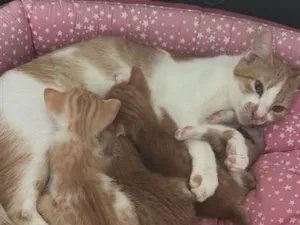 Gato raça SRD-ViraLata idade 7 a 11 meses nome Pipi 