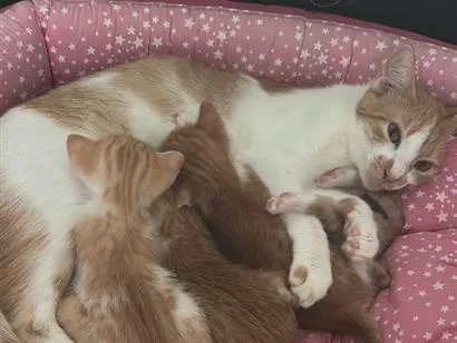 Gato raça SRD-ViraLata idade 7 a 11 meses nome Pipi 