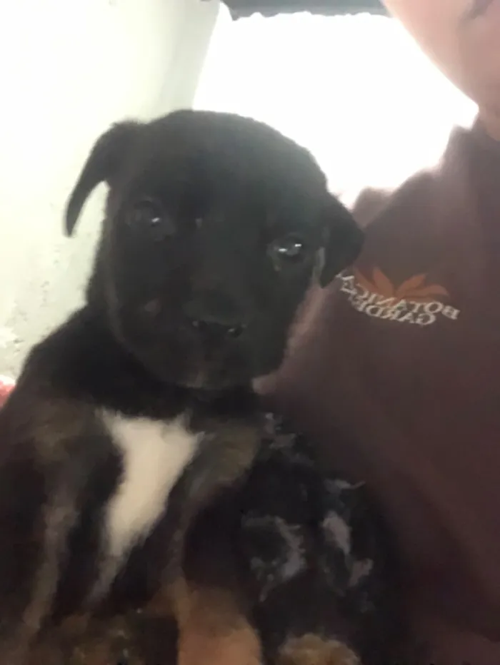 Cachorro raça SRD-ViraLata idade 2 a 6 meses nome N tem 