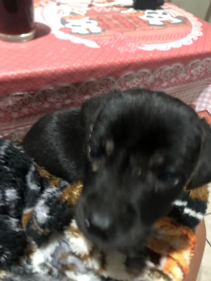 Cachorro raça SRD-ViraLata idade 2 a 6 meses nome N tem 