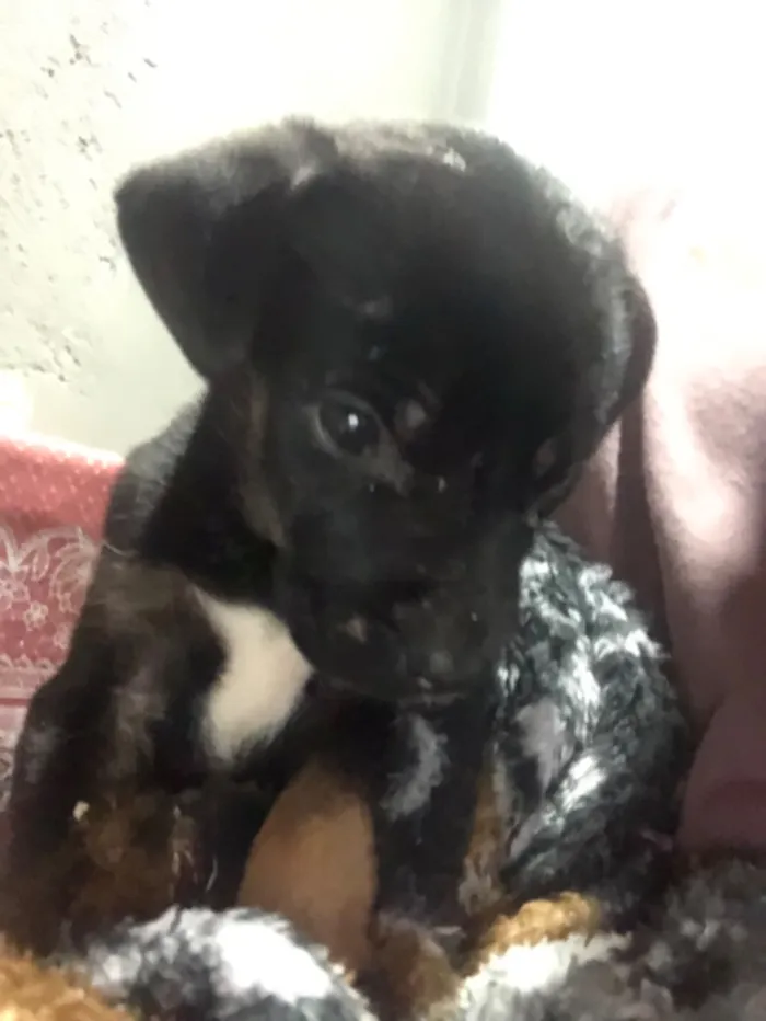 Cachorro raça SRD-ViraLata idade 2 a 6 meses nome N tem 