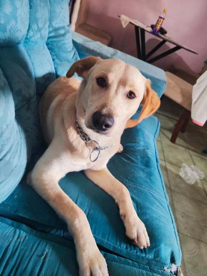 Cachorro raça SRD-ViraLata idade 7 a 11 meses nome Bolt