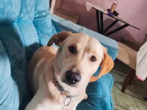 Cachorro raça SRD-ViraLata idade 7 a 11 meses nome Bolt