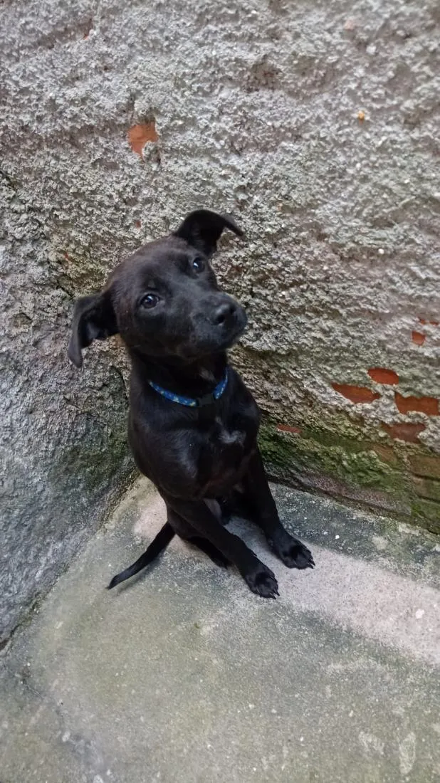 Cachorro raça SRD-ViraLata idade 7 a 11 meses nome Jorge