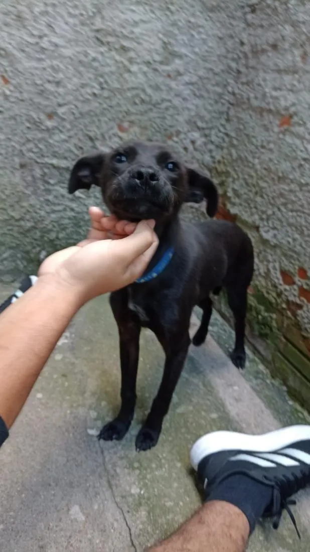 Cachorro raça SRD-ViraLata idade 7 a 11 meses nome Jorge