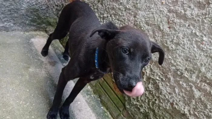Cachorro raça SRD-ViraLata idade 7 a 11 meses nome Jorge