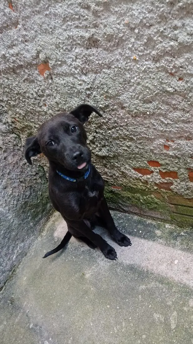 Cachorro raça SRD-ViraLata idade 7 a 11 meses nome Jorge