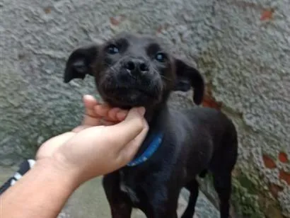 Cachorro raça SRD-ViraLata idade 7 a 11 meses nome Jorge