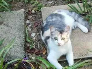 Gato raça SRD-ViraLata idade 2 a 6 meses nome Sua escolha