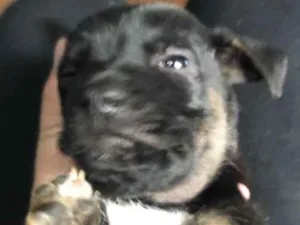 Cachorro raça SRD-ViraLata idade 2 a 6 meses nome N tem 