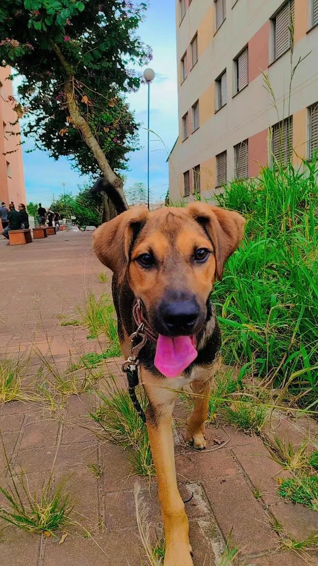 Cachorro raça SRD-ViraLata idade 7 a 11 meses nome Bil