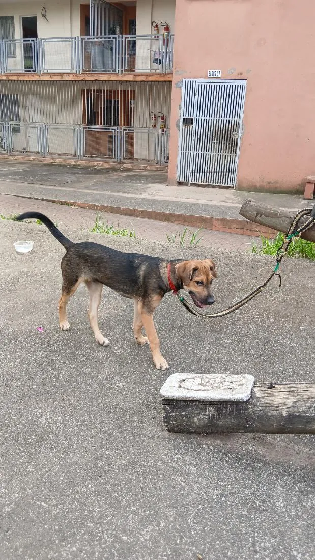 Cachorro raça SRD-ViraLata idade 7 a 11 meses nome Bil
