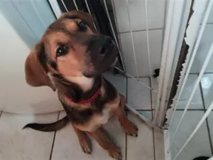 Cachorro raça SRD-ViraLata idade 7 a 11 meses nome Bil