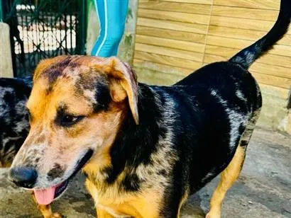 Cachorro raça SRD-ViraLata idade 3 anos nome Kevin