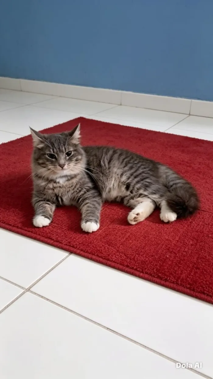 Gato raça SRD-ViraLata idade 7 a 11 meses nome Lupita