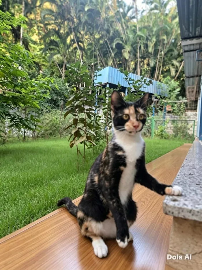 Gato raça SRD-ViraLata idade 7 a 11 meses nome Miranda 
