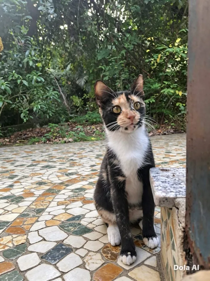 Gato raça SRD-ViraLata idade 7 a 11 meses nome Miranda 