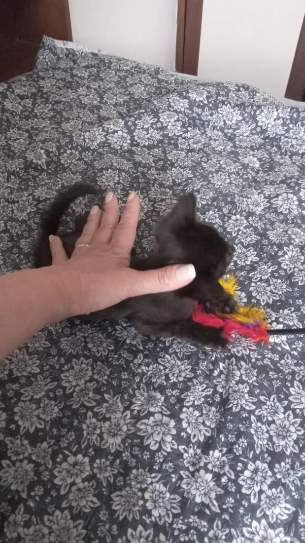 Gato raça SRD-ViraLata idade Abaixo de 2 meses nome Sem nome