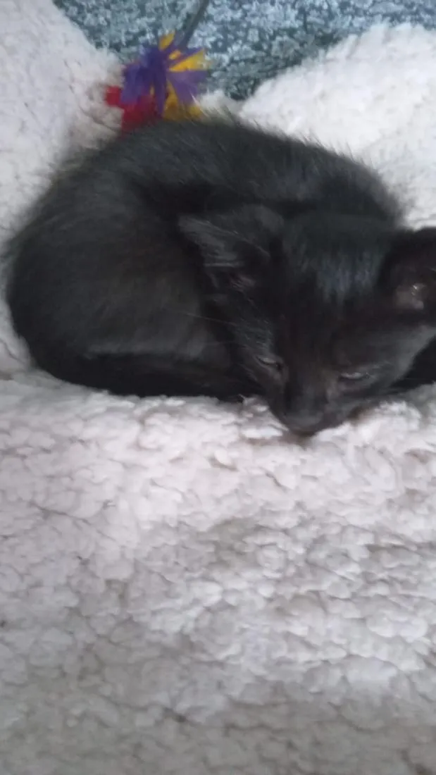 Gato raça SRD-ViraLata idade Abaixo de 2 meses nome Sem nome