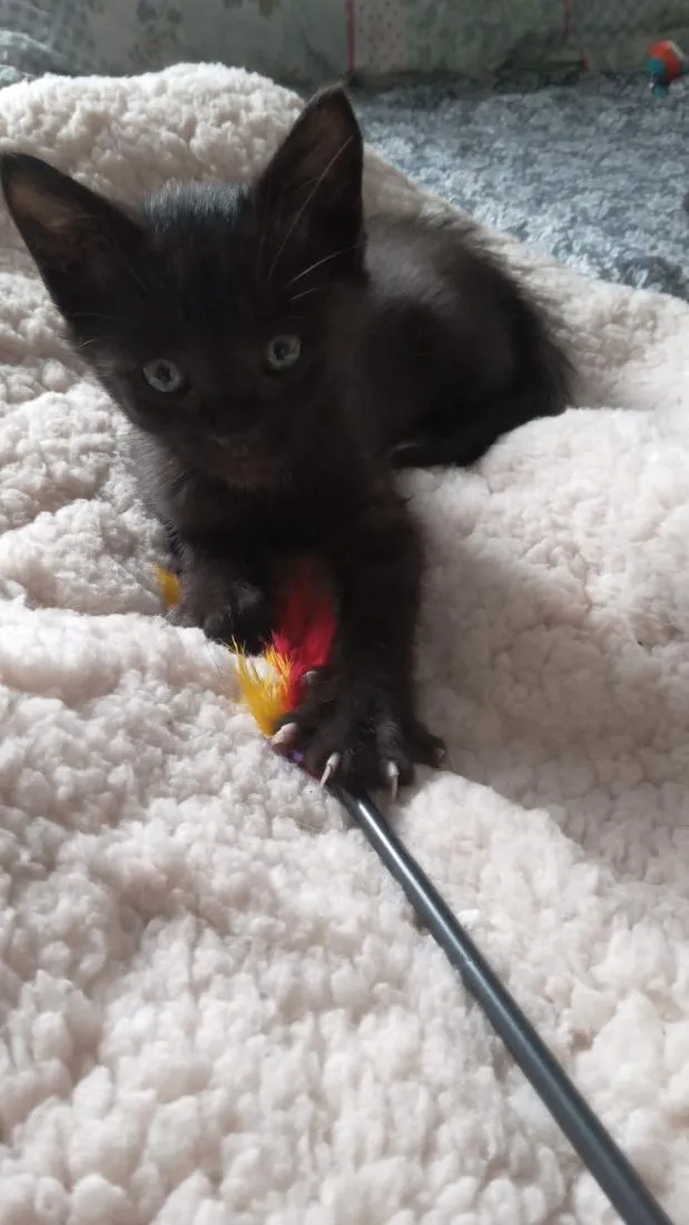 Gato raça SRD-ViraLata idade Abaixo de 2 meses nome Sem nome