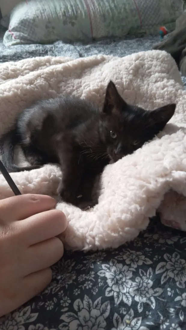 Gato raça SRD-ViraLata idade Abaixo de 2 meses nome Sem nome