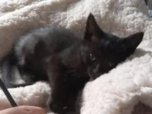 Gato raça SRD-ViraLata idade Abaixo de 2 meses nome Sem nome