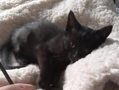 Gato raça SRD-ViraLata idade Abaixo de 2 meses nome Sem nome