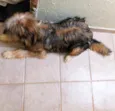 simba