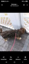 simba