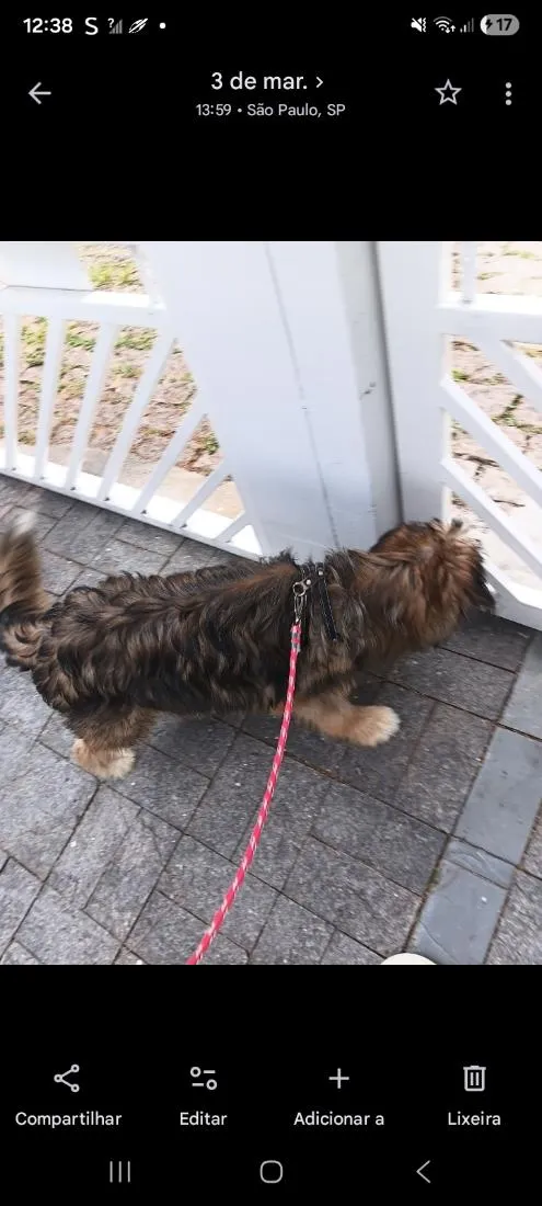 Cachorro raça SRD-ViraLata idade 7 a 11 meses nome simba