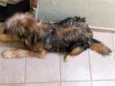 simba