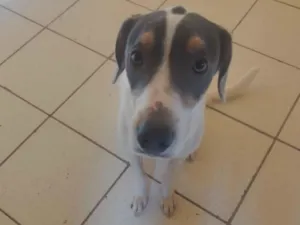 Cachorro raça SRD-ViraLata idade 7 a 11 meses nome luke