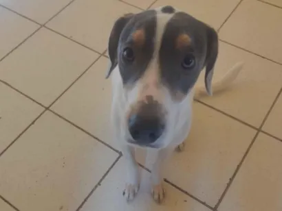 Cachorro raça SRD-ViraLata idade 7 a 11 meses nome luke