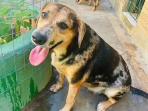 Cachorro raça SRD-ViraLata idade 3 anos nome Kevin