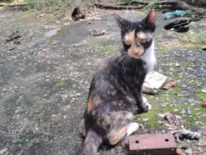 Gato raça SRD-ViraLata idade 7 a 11 meses nome Miranda 