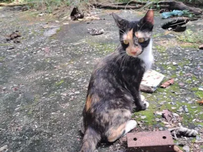Gato raça SRD-ViraLata idade 7 a 11 meses nome Miranda 