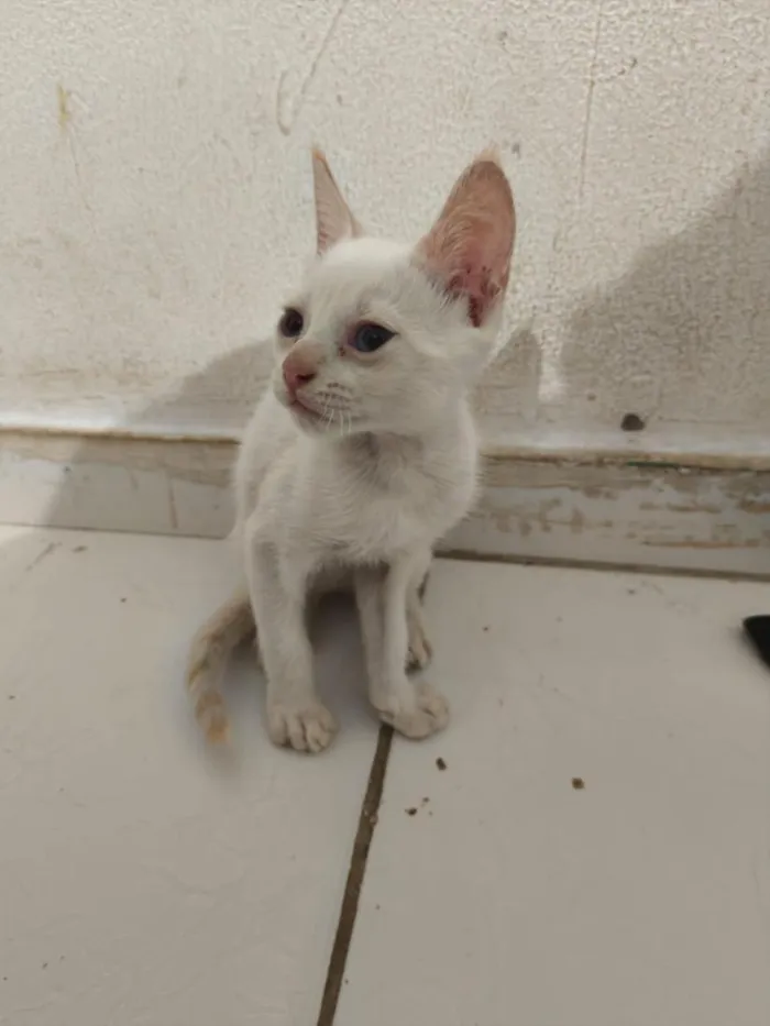 Gato raça SRD-ViraLata idade Abaixo de 2 meses nome Clara