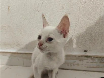 Gato raça SRD-ViraLata idade Abaixo de 2 meses nome Clara