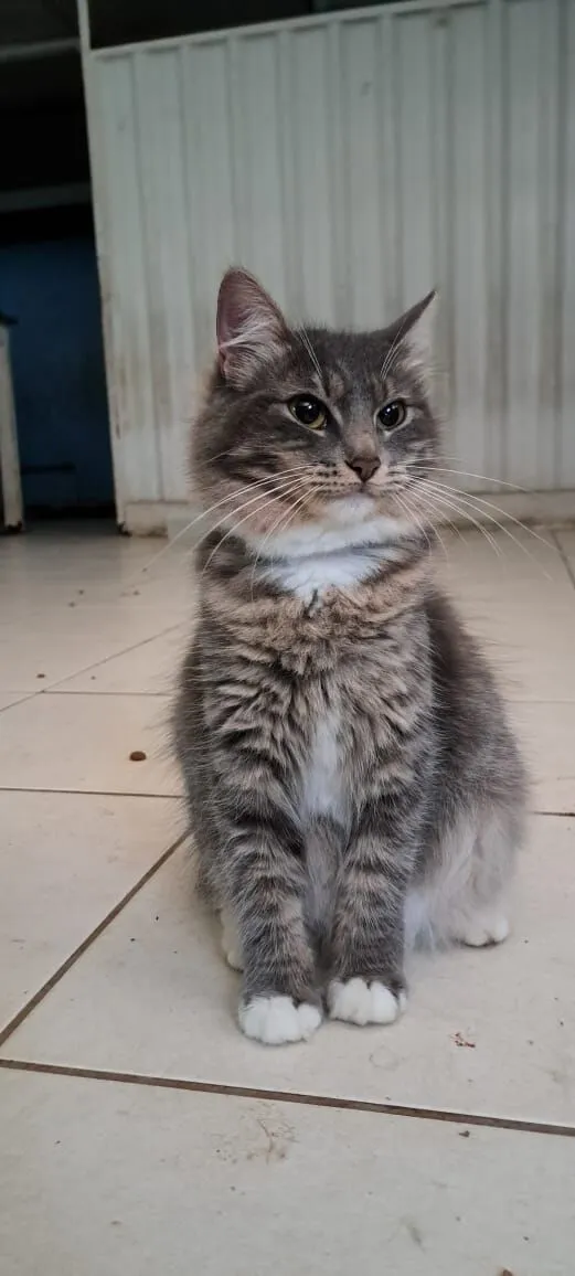 Gato raça SRD-ViraLata idade 7 a 11 meses nome Lupita