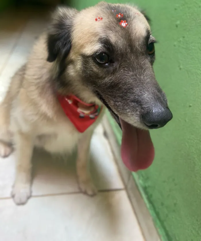 Cachorro raça SRD-ViraLata idade 1 ano nome Lira 