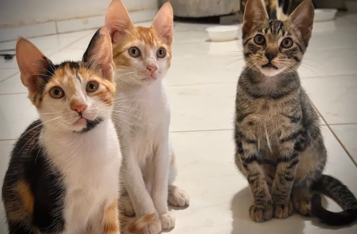 Gato raça SRD-ViraLata idade 2 a 6 meses nome sem nome ainda
