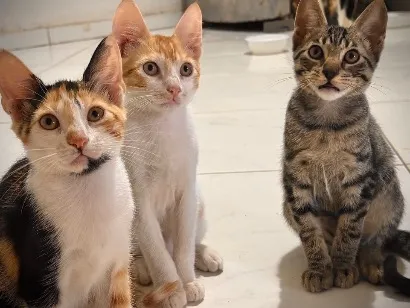 Gato raça SRD-ViraLata idade 2 a 6 meses nome sem nome ainda