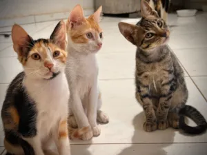 Gato raça SRD-ViraLata idade 2 a 6 meses nome sem nome ainda