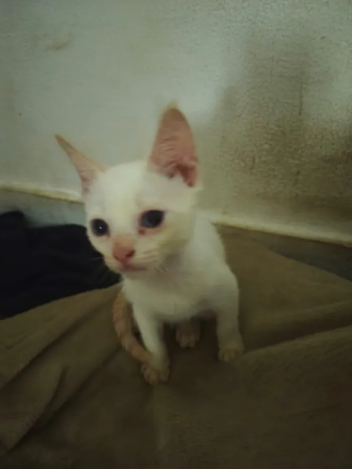 Gato raça SRD-ViraLata idade Abaixo de 2 meses nome Clara